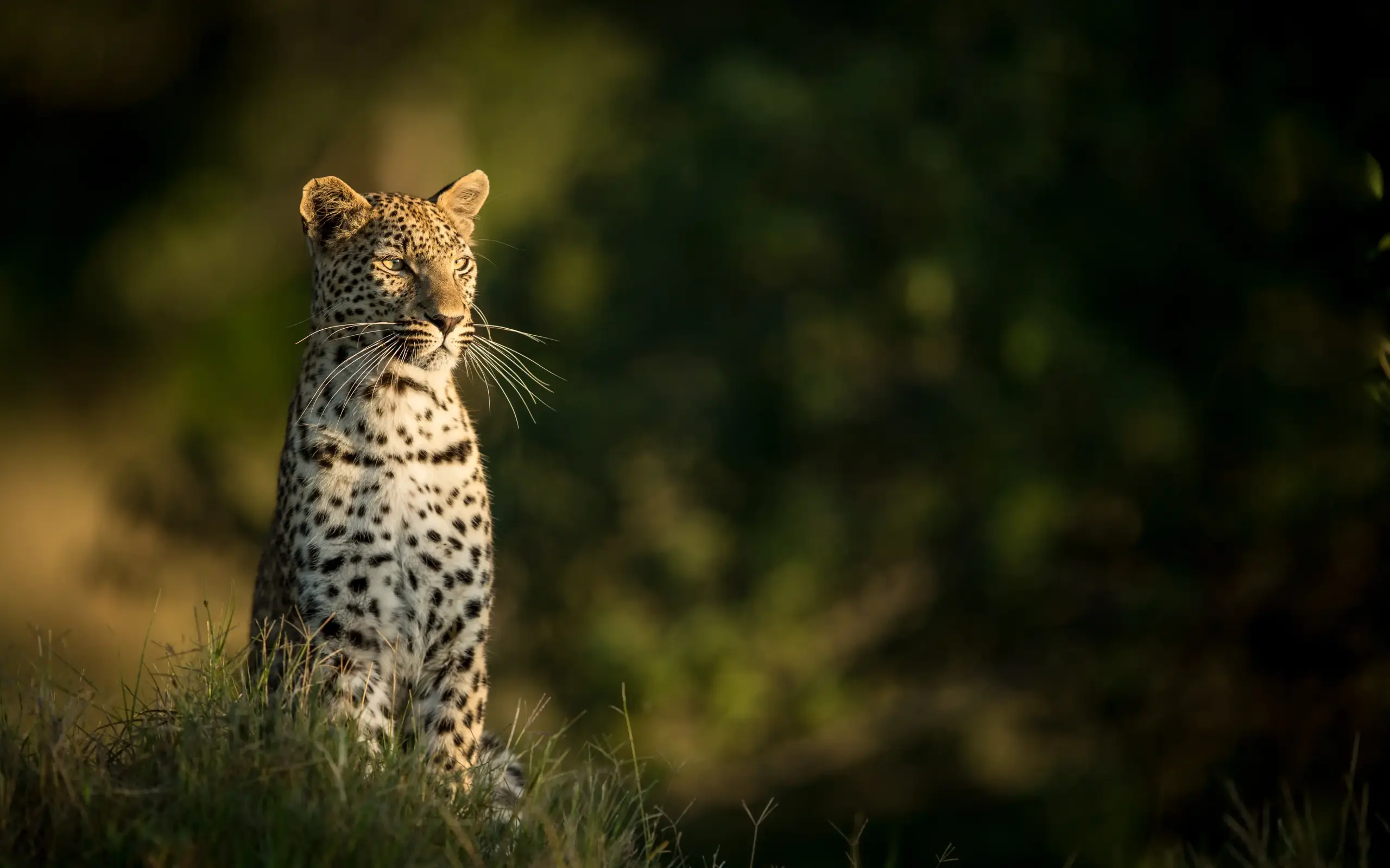 Leopard standing in grassland facing camera