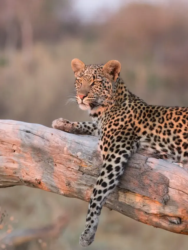 Leopard resting on fallen log in natural habitat