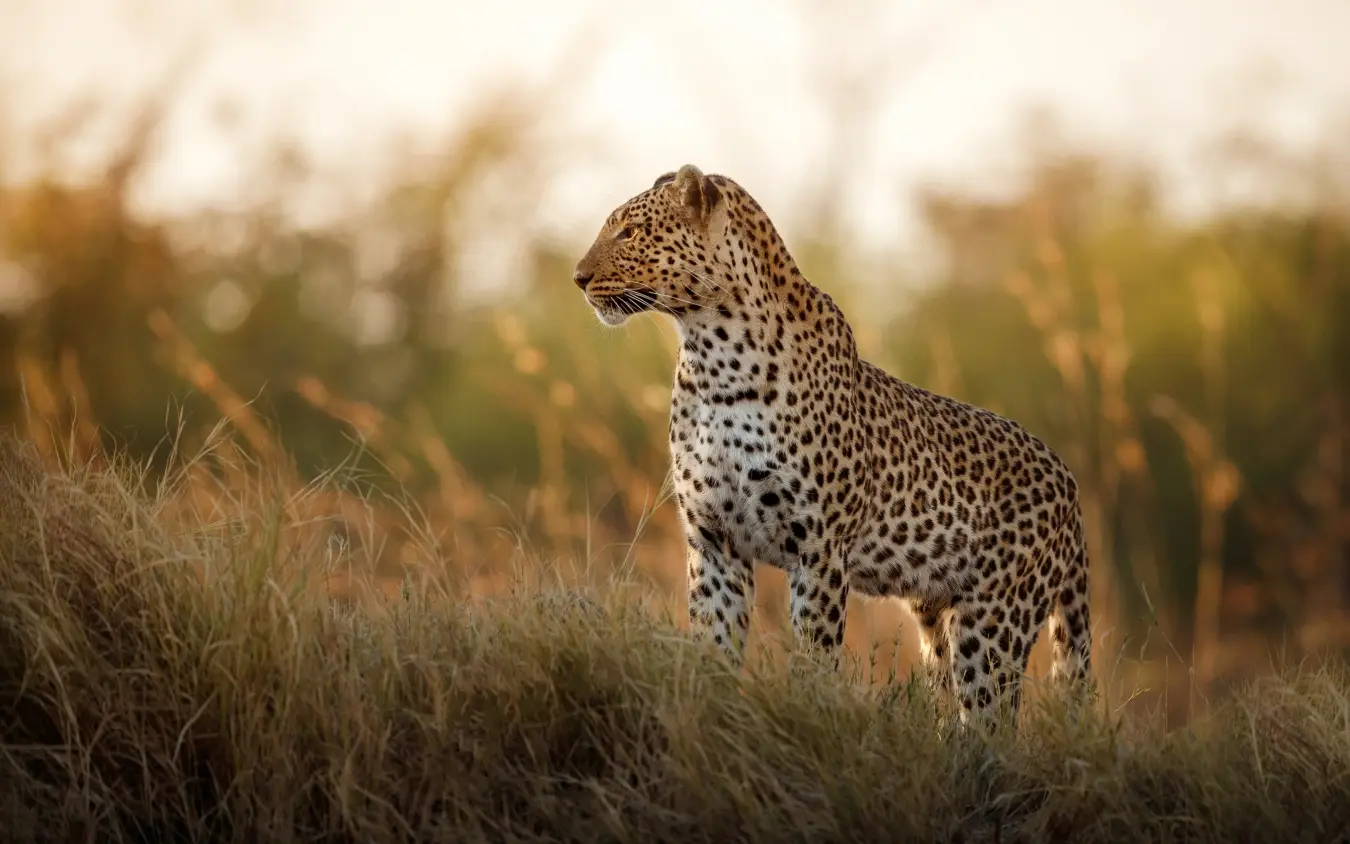 Leopard standing in golden grassland at sunset