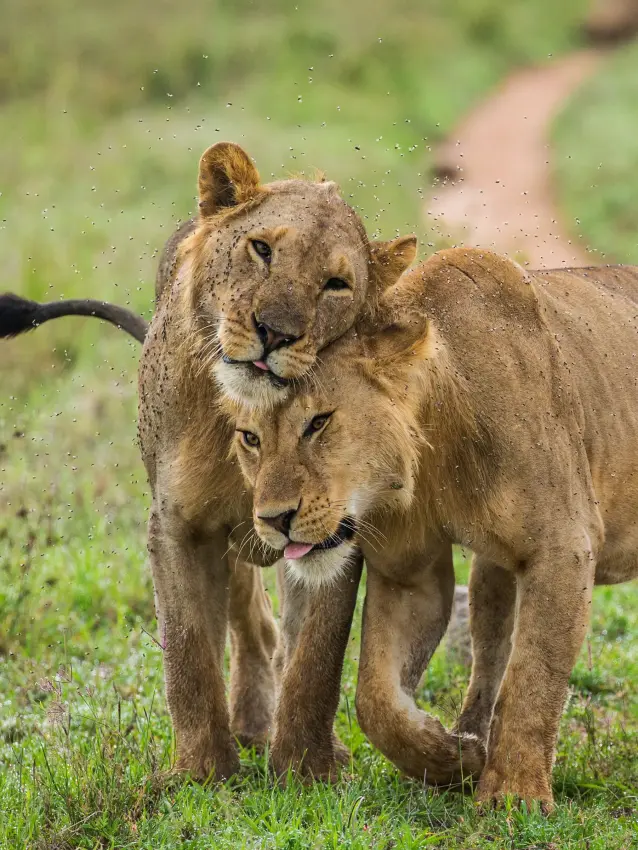 Two lions walking together on dirt path through grassland