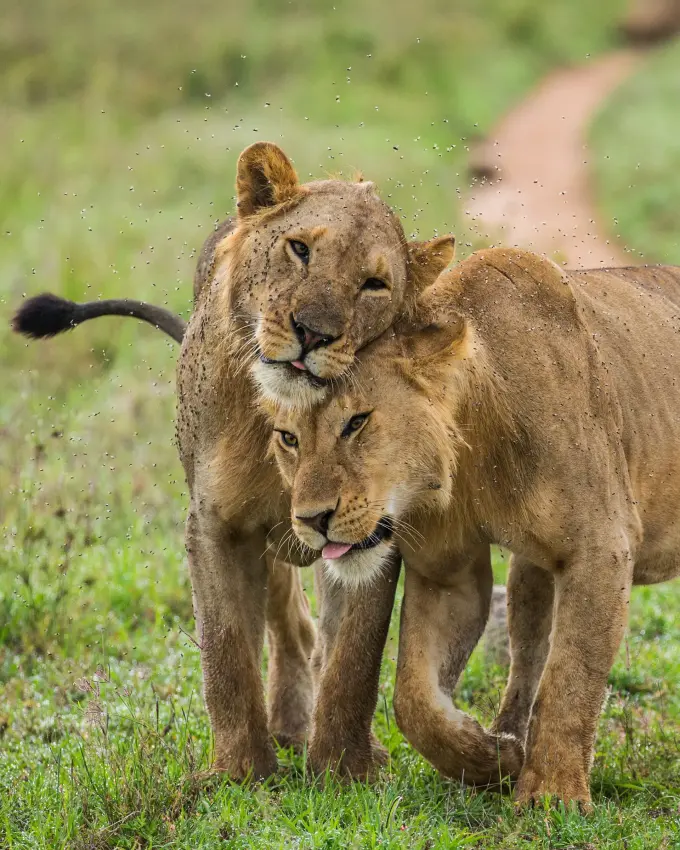 Two lions walking together on dirt path through grassland