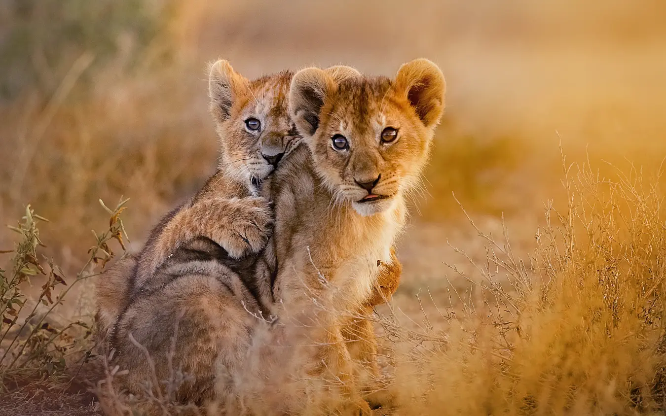 Two lion cubs sitting together in dry grassland
