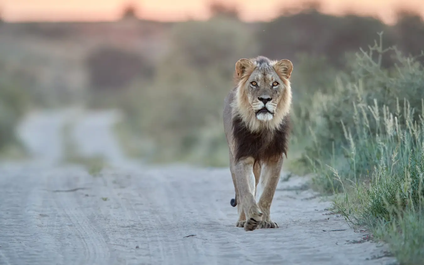 Young male lion walking toward camera on sandy road