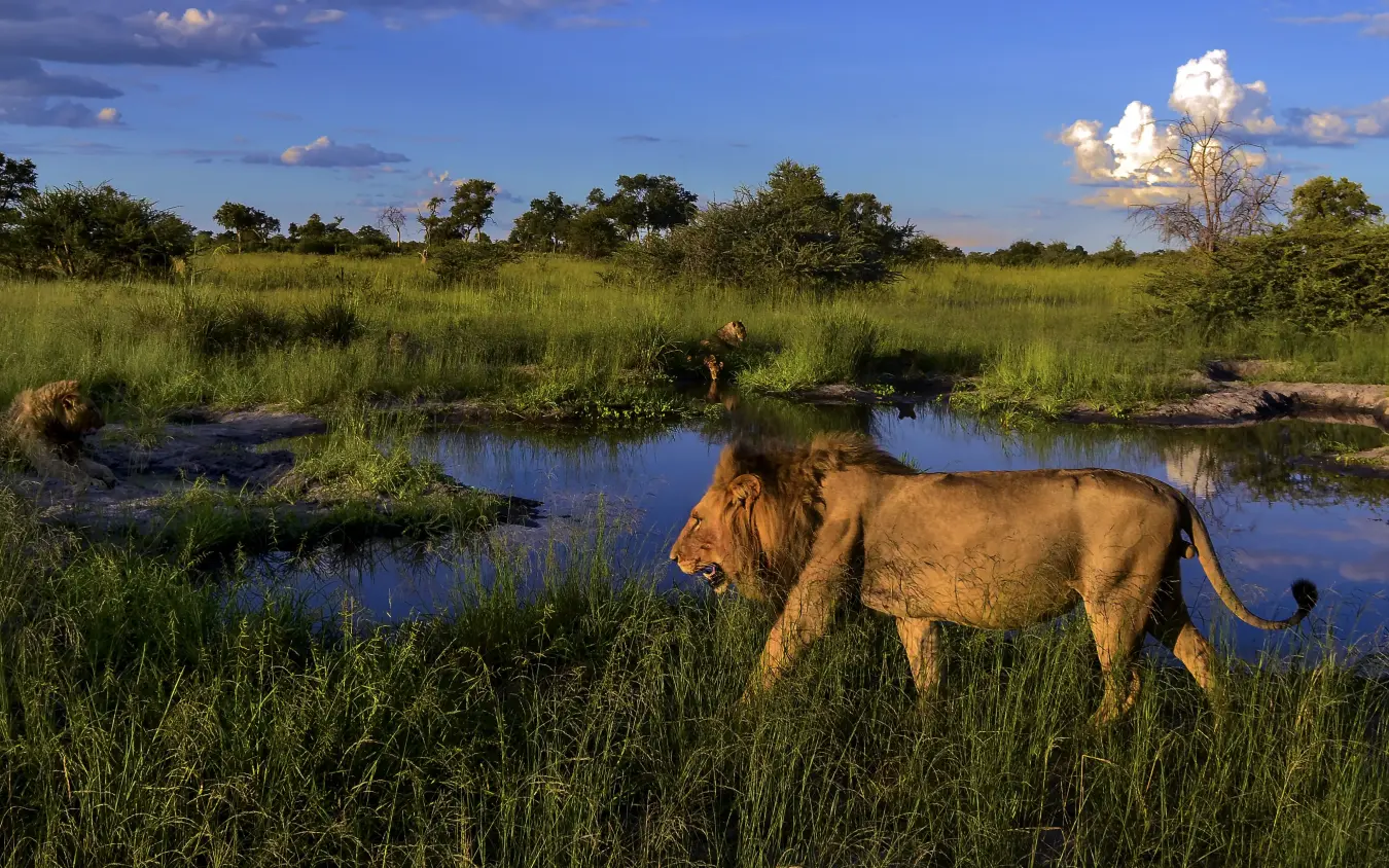 Lion walking through grassland near water channels