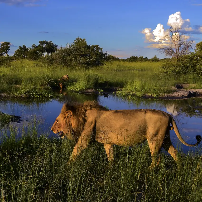 Lion walking through grassland near water channels