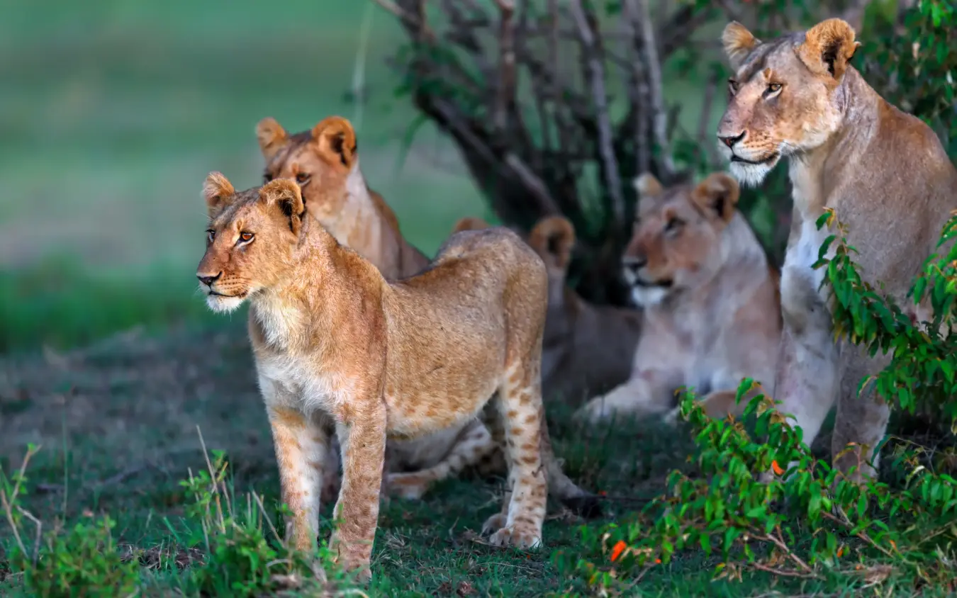 Group of young lions resting together in savanna
