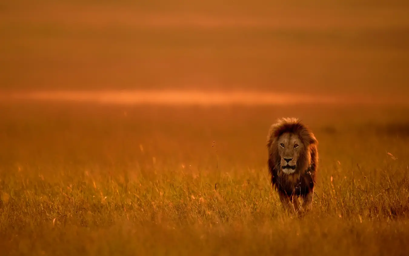 Male lion walking through golden savanna grassland