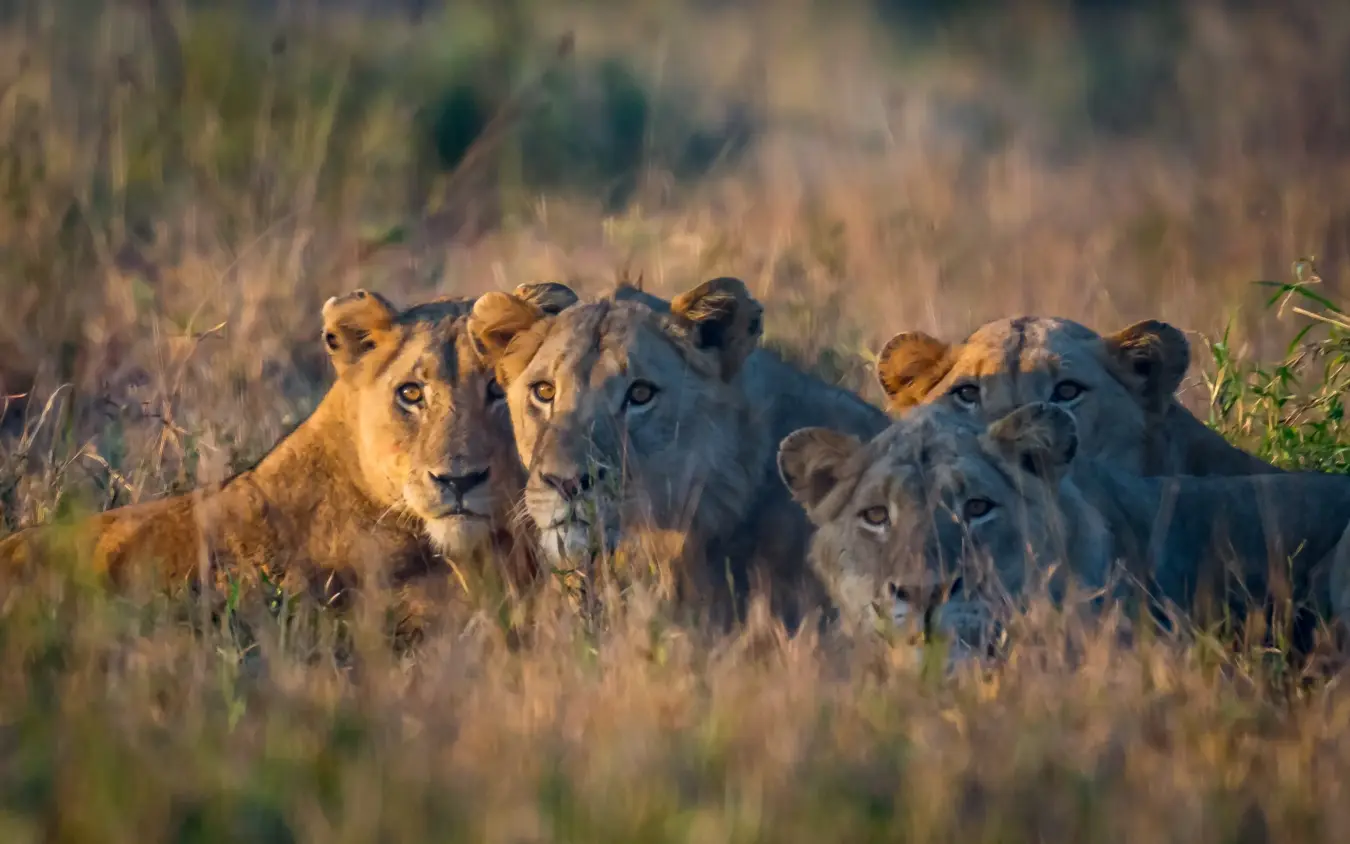 Pride of lions resting in golden grassland during daylight