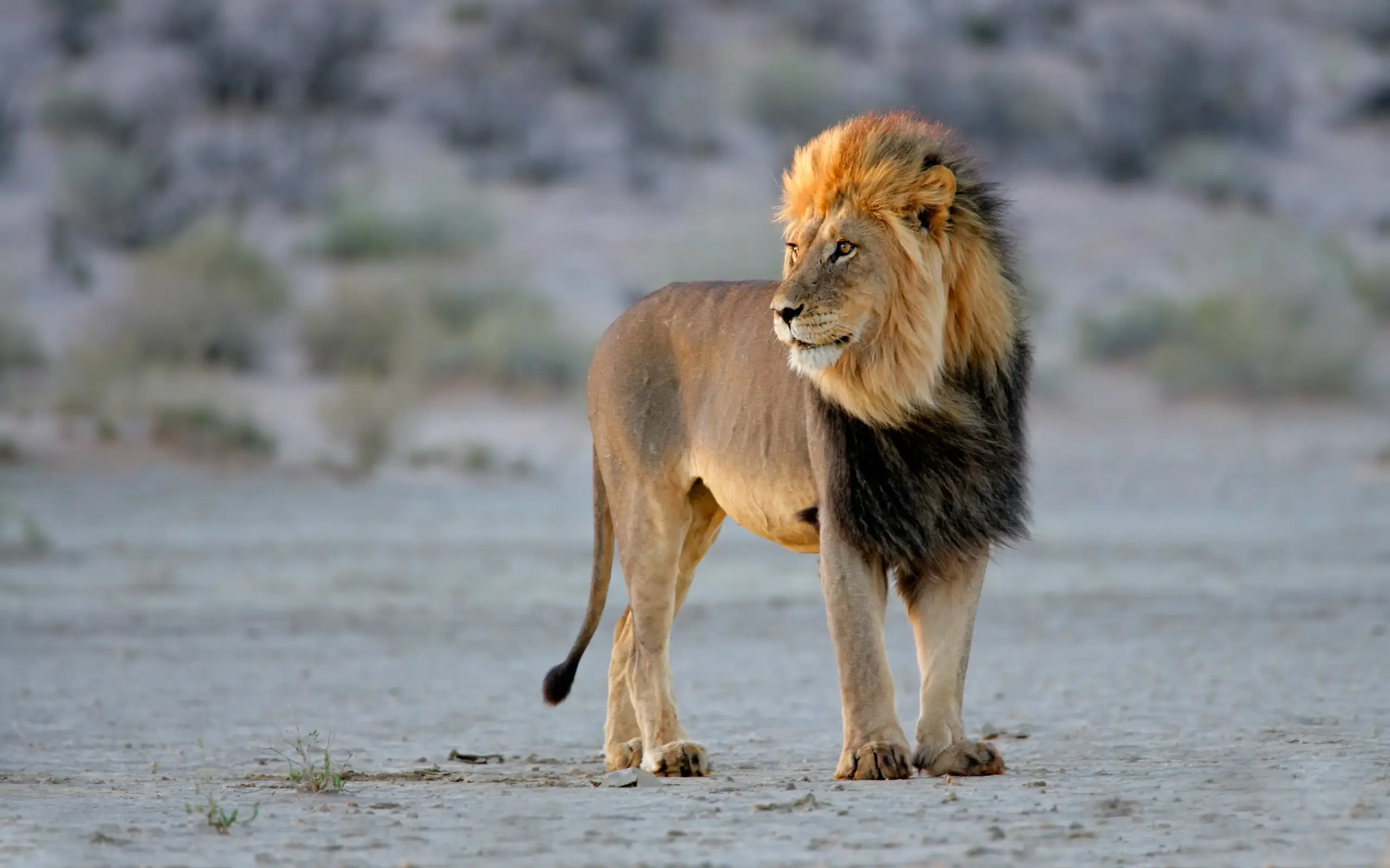 Male lion standing on sandy ground in natural habitat