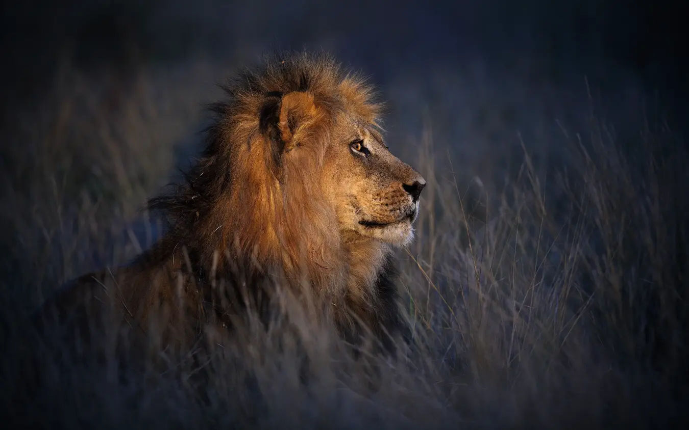 Male lion in profile among dry grass at dusk