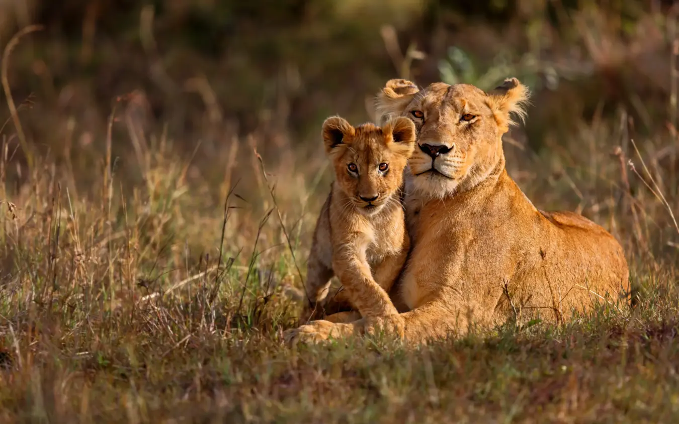 Lioness resting with lion cub in dry grassland