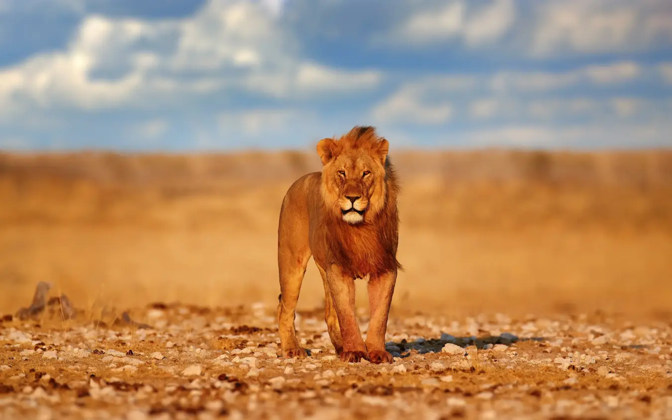 Male lion walking across dry savanna grassland