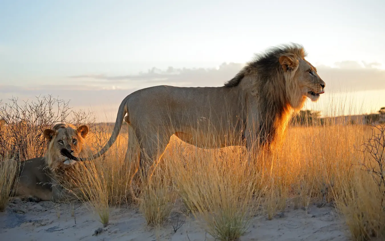 Male lion with lioness in golden grassland at sunrise