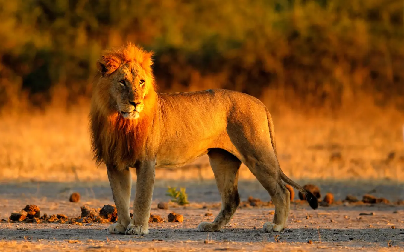 Male lion standing in sandy terrain at golden hour