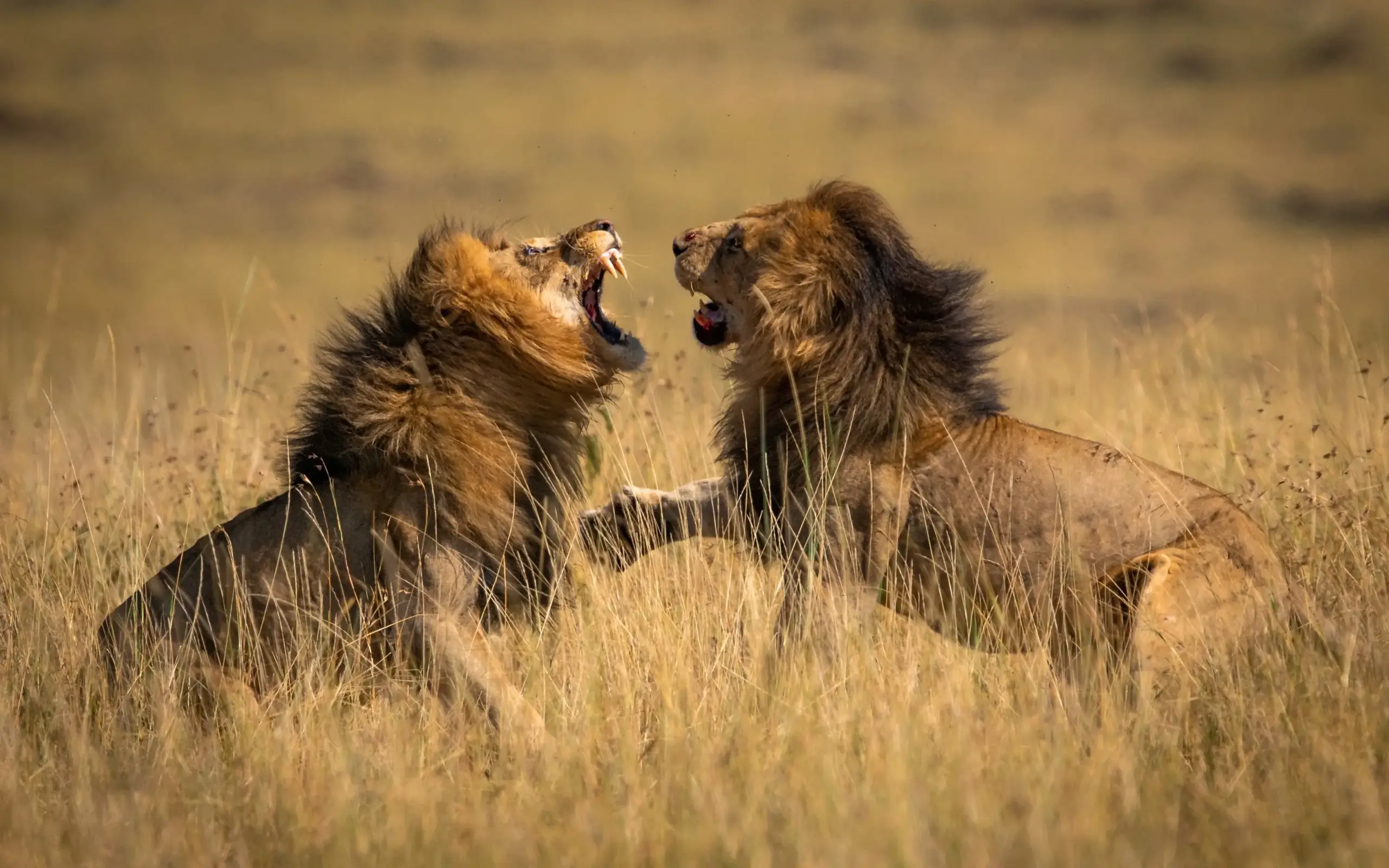 Two male lions facing each other in dry grassland