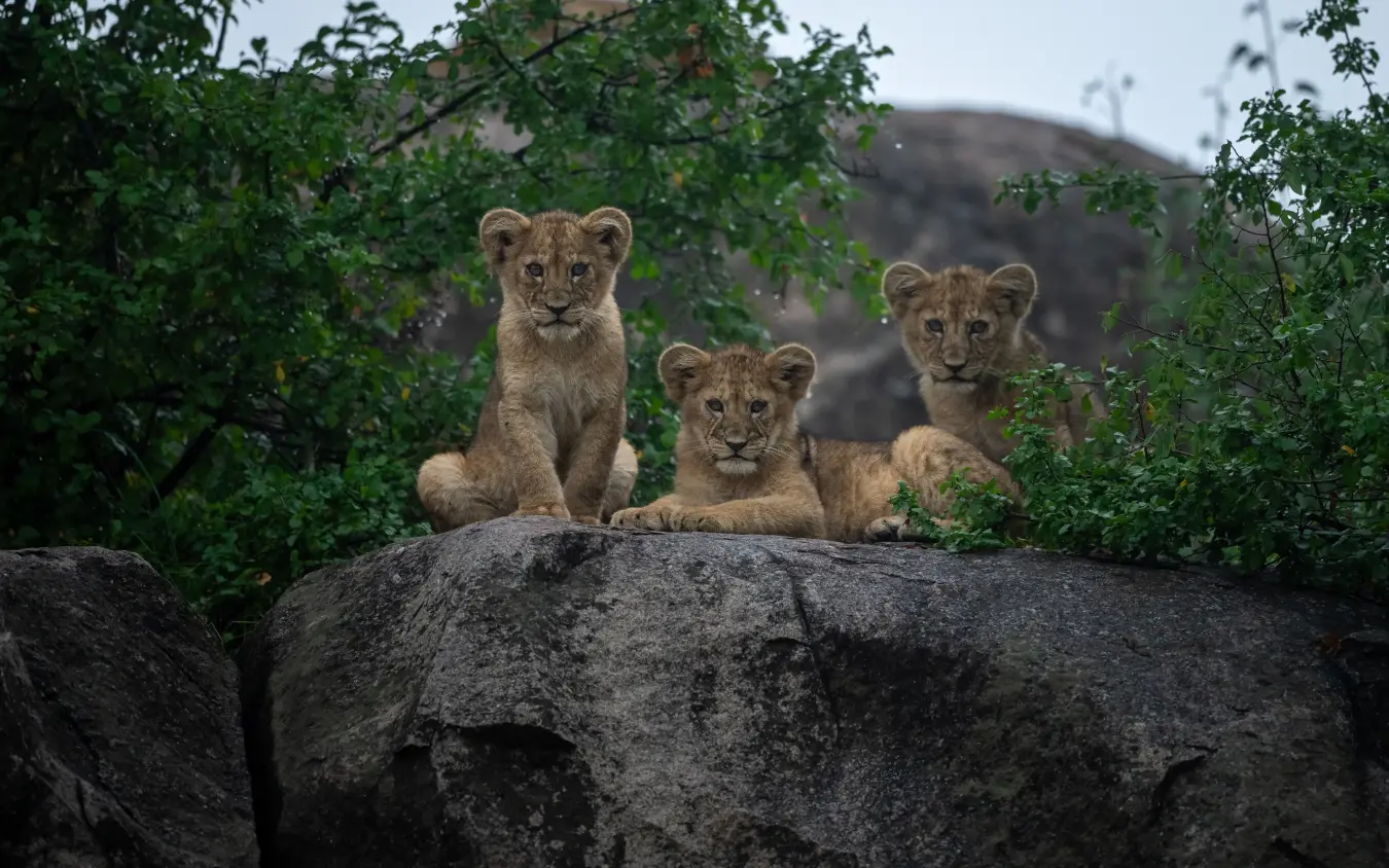Three lion cubs resting together on a rock outcrop