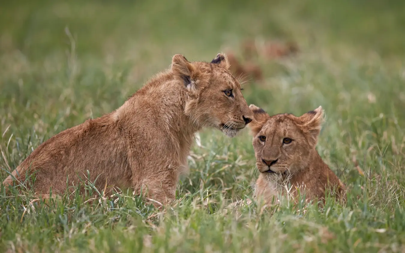 Two young lions resting together on grassland