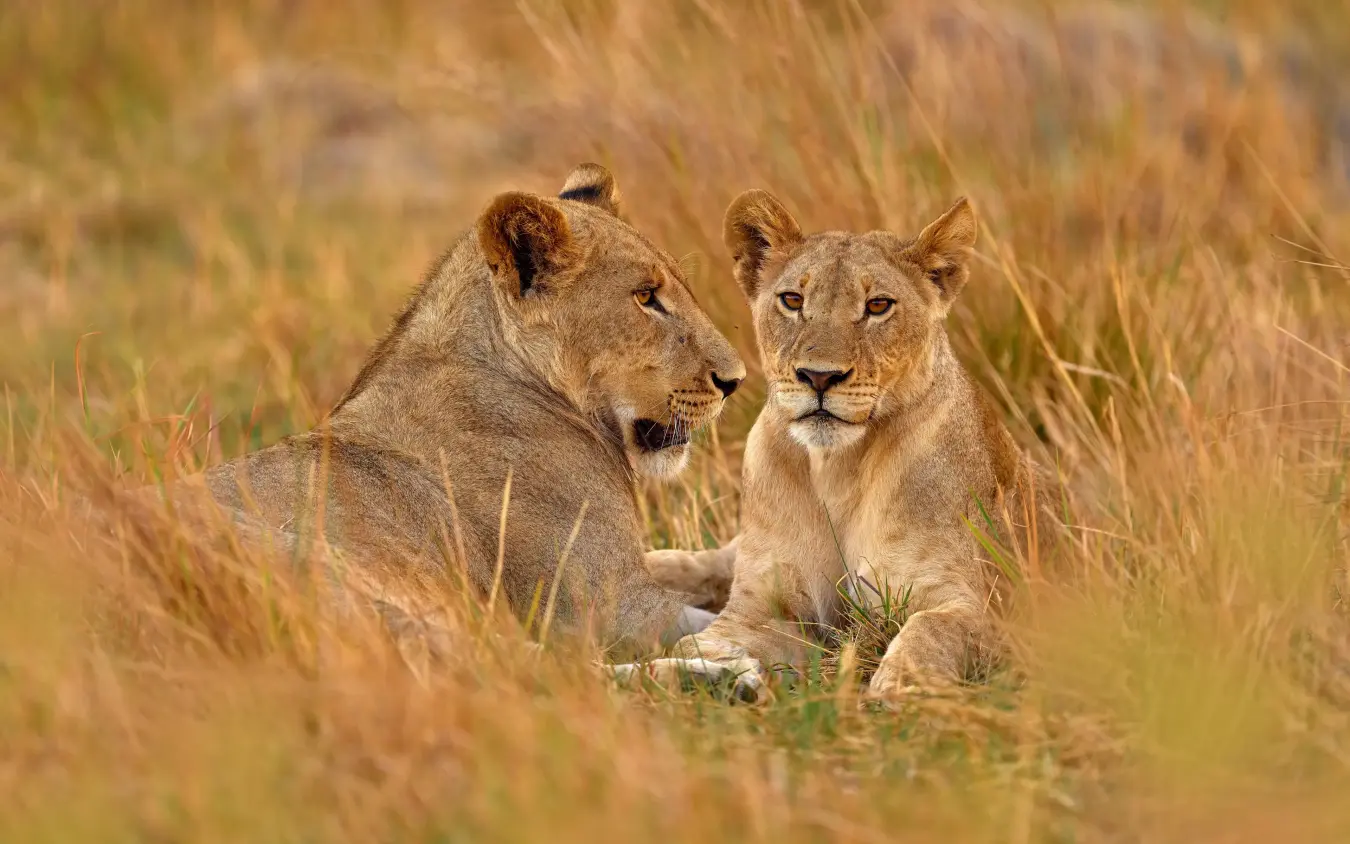 Two lionesses resting in golden savanna grass