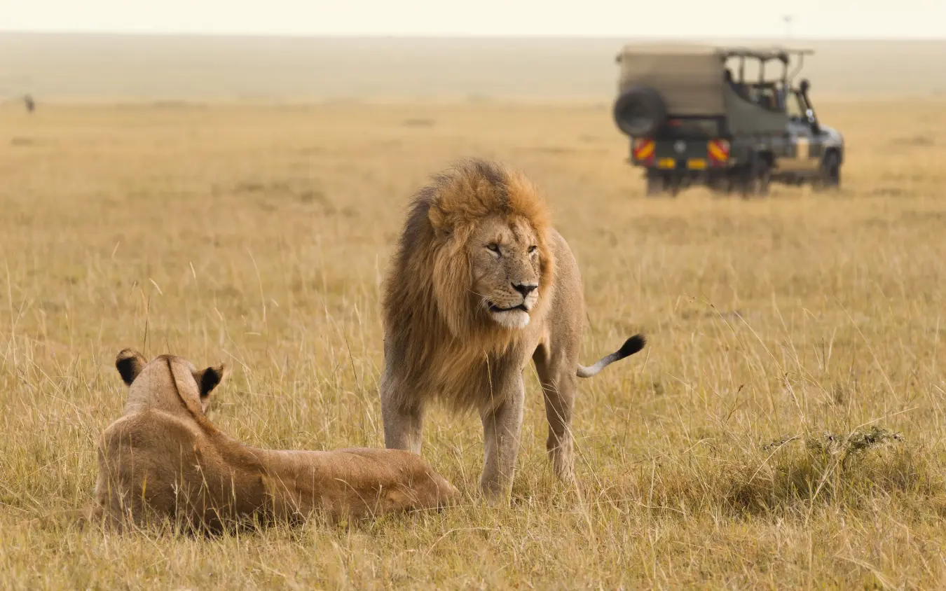 Male lion walking across savanna with safari vehicle behind