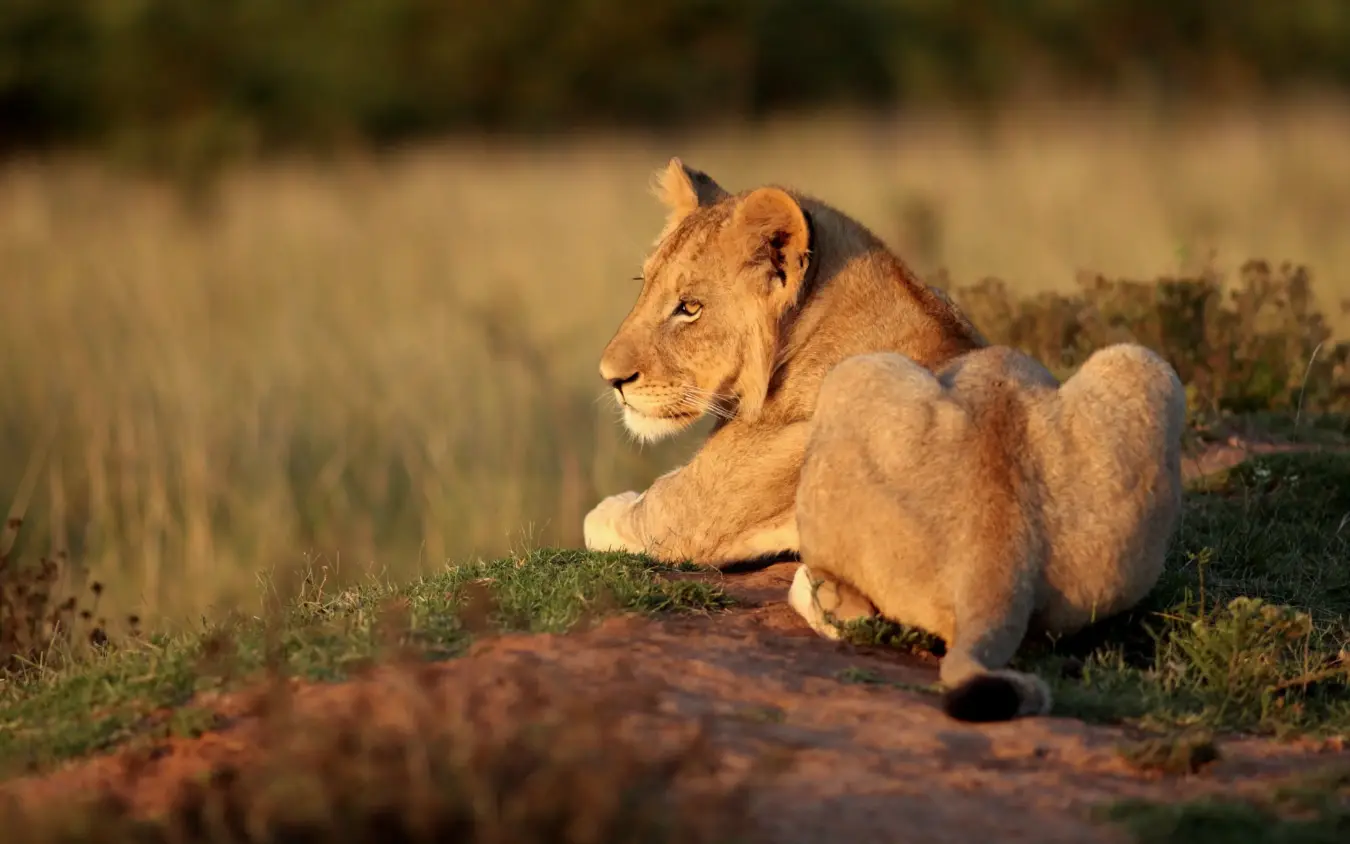 Female lion resting on ground in golden savanna landscape