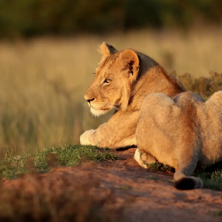 Female lion resting on ground in golden savanna landscape