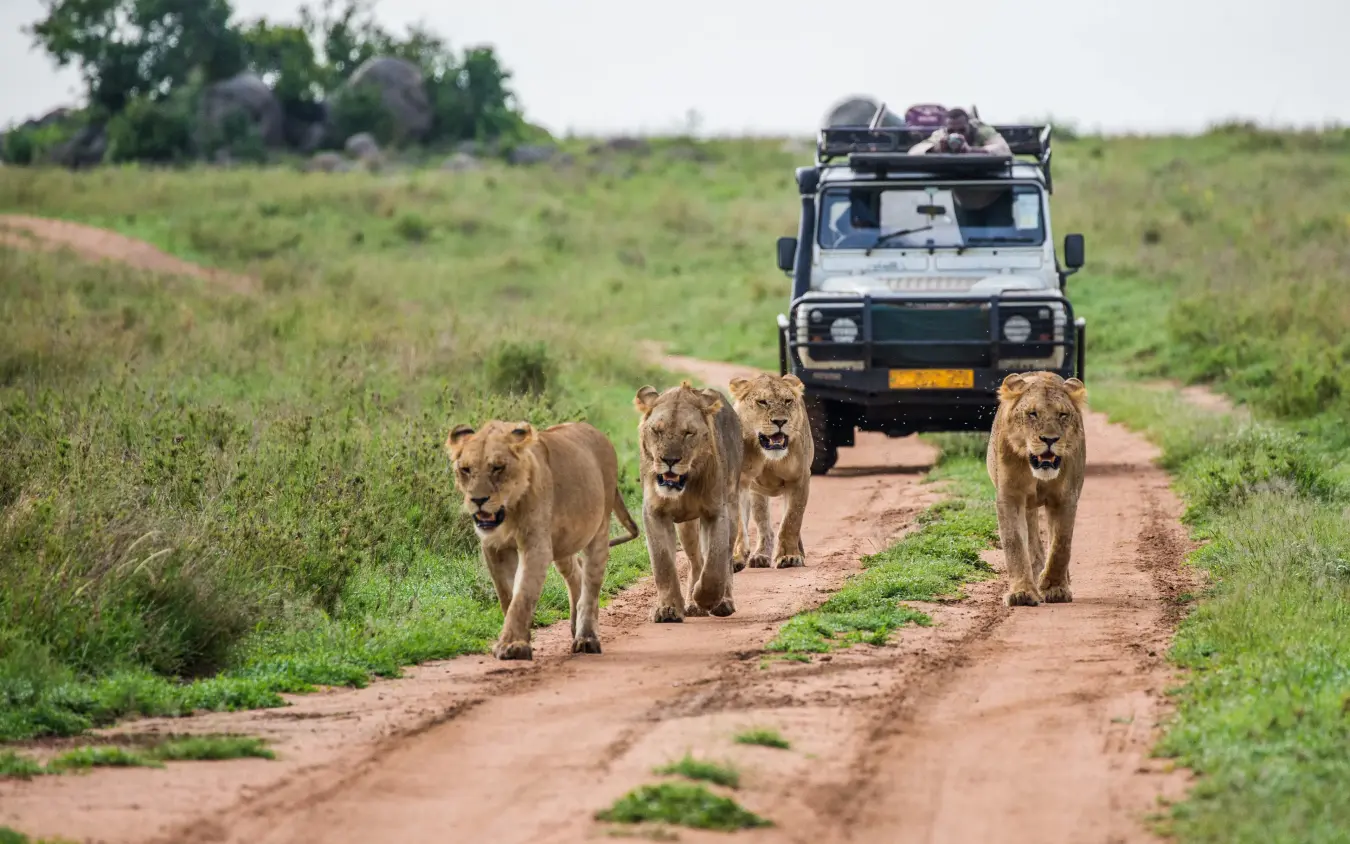 Lions walking on dirt road with safari vehicle following