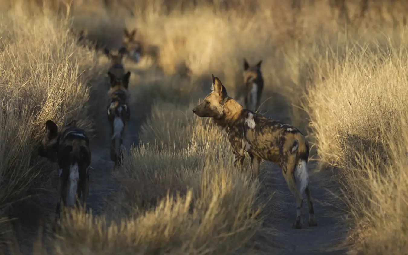 Pack of wild dogs walking through golden grassland