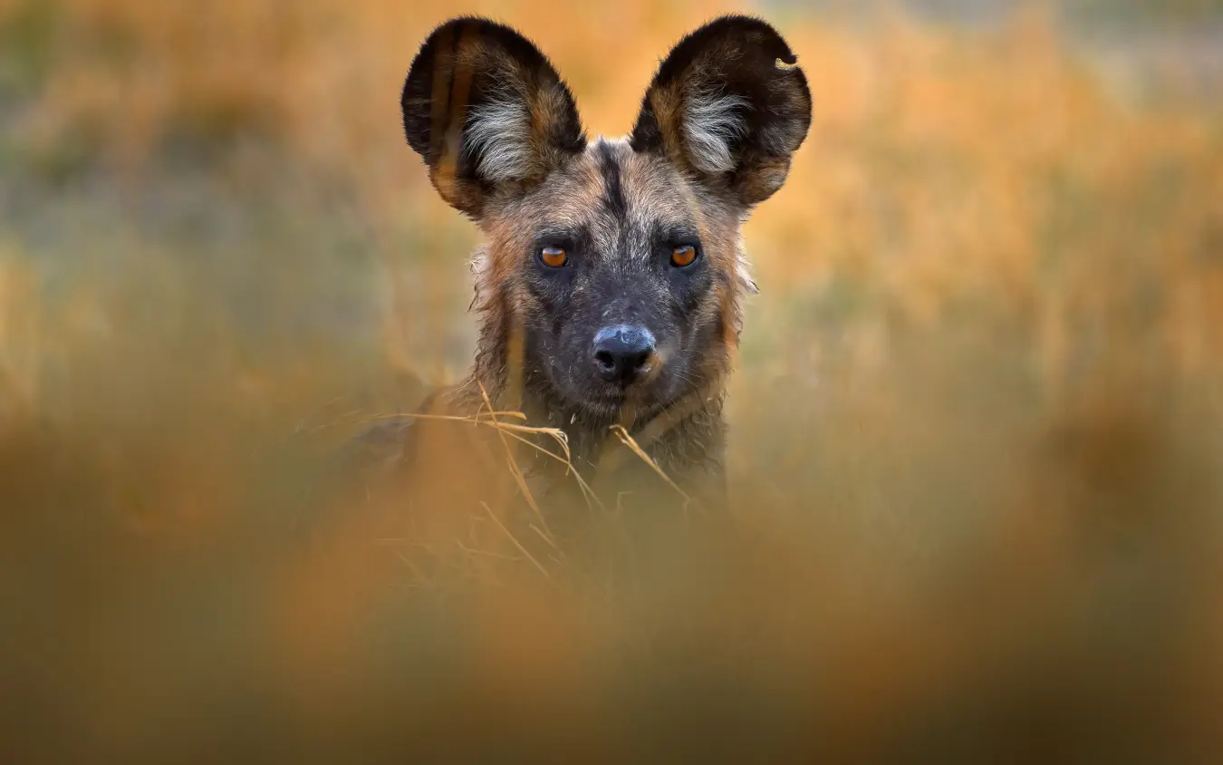 African wild dog standing alert in grassland