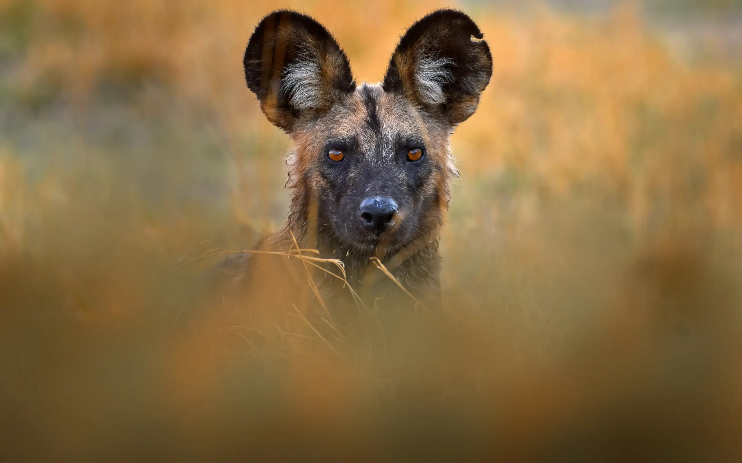African wild dog standing alert in grassland