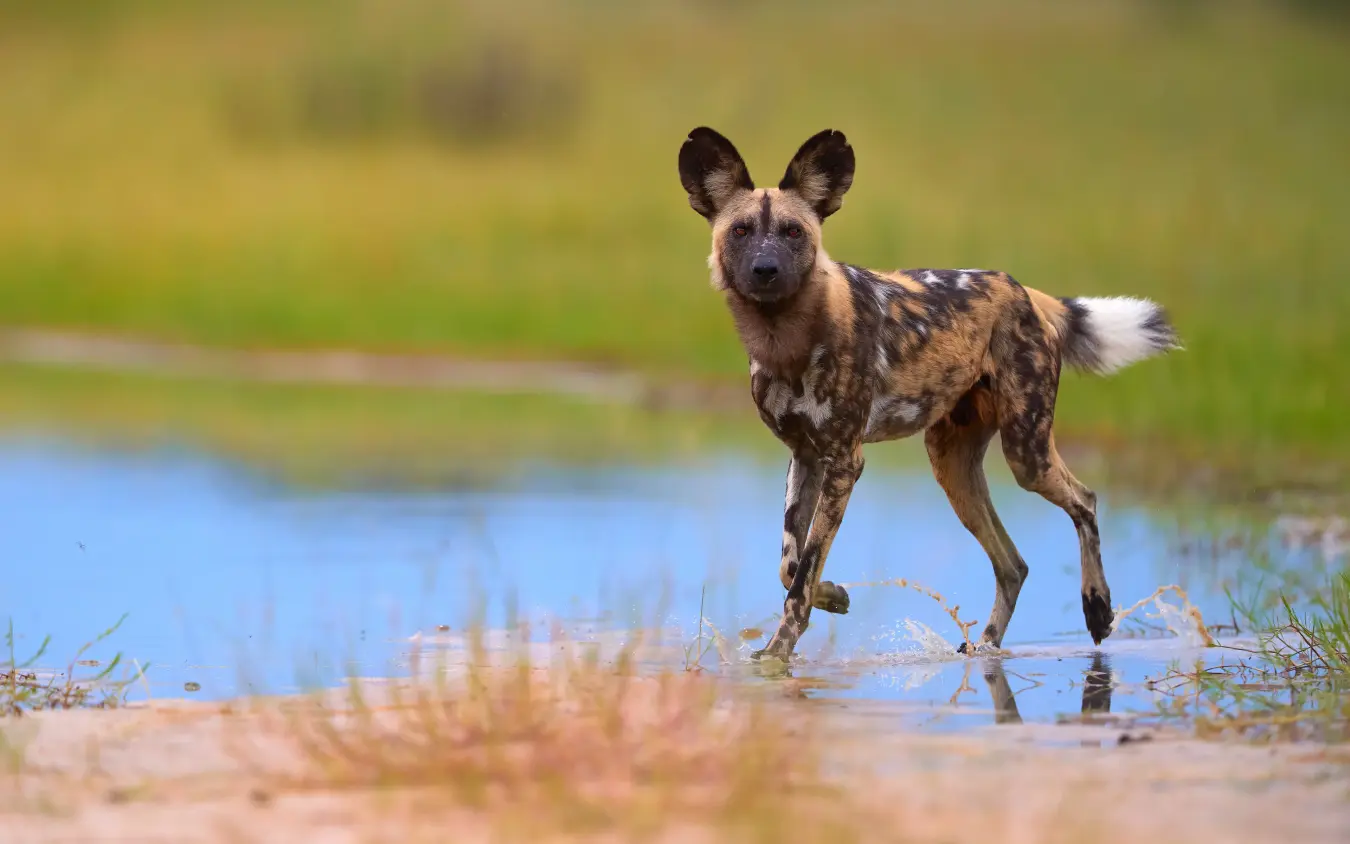 African wild dog standing in shallow water