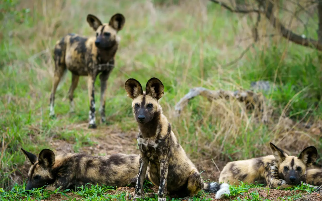 Pack of African wild dogs resting in natural grassland habitat