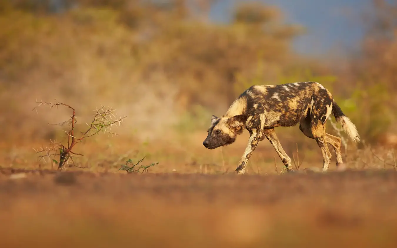 African wild dog walking through dry savanna landscape