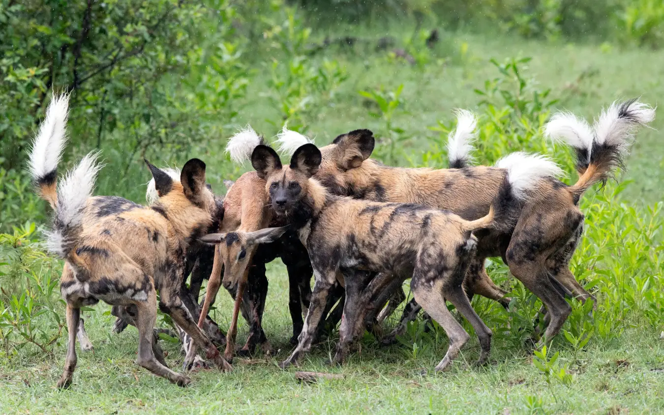 Pack of African wild dogs with raised tails in grassland