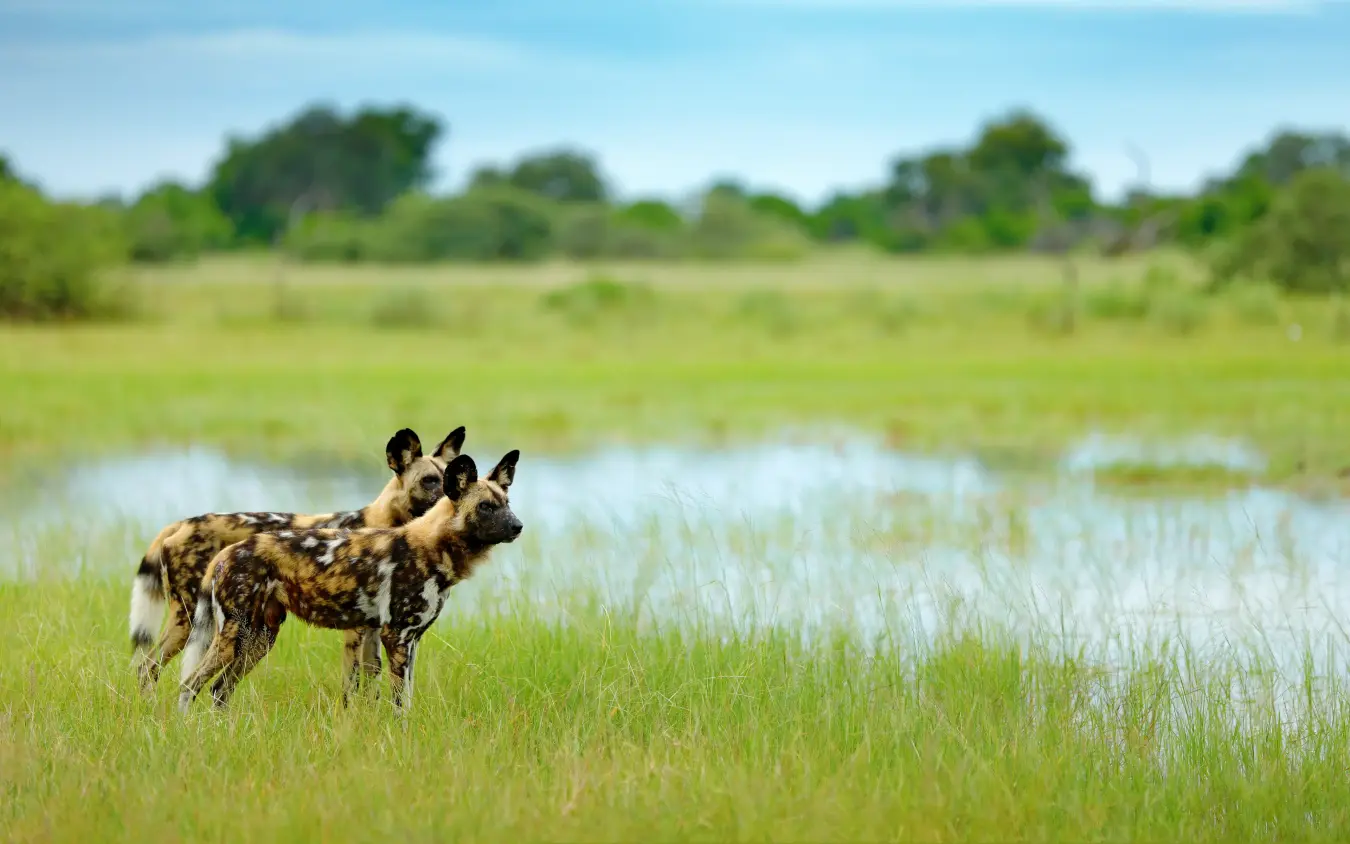 African wild dogs standing in grassland with water pools
