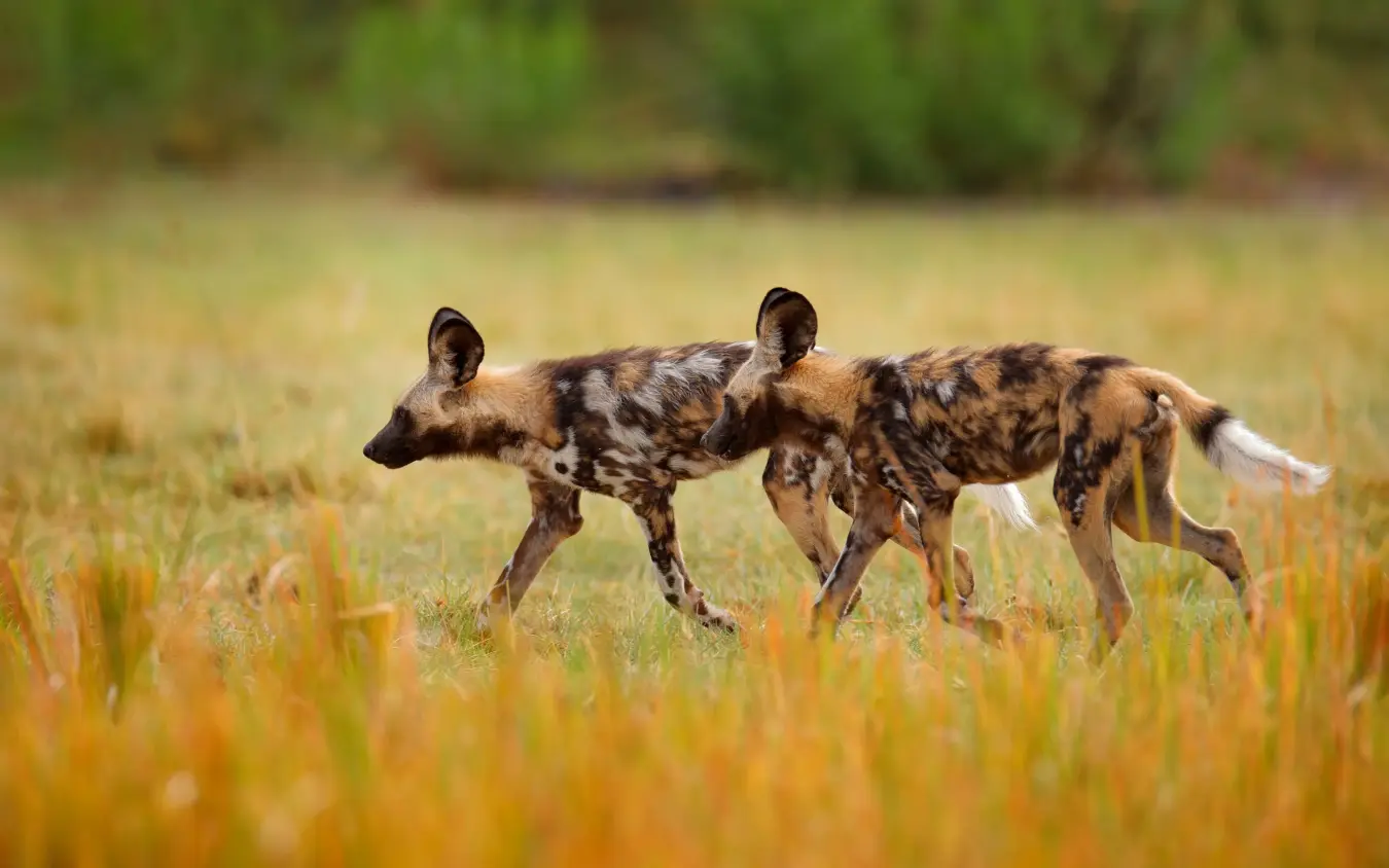Two painted wild dogs walking through golden grassland