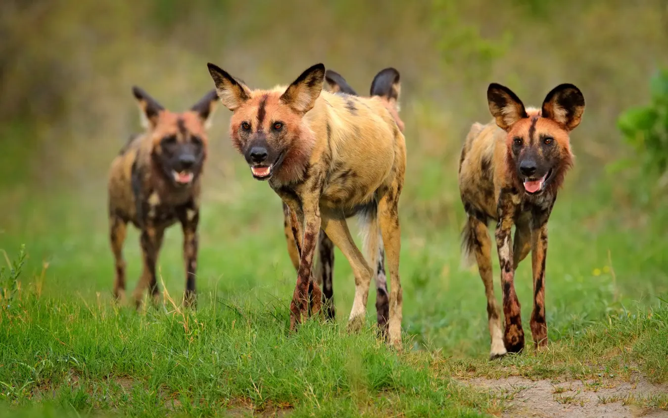 Three wild dogs walking toward camera in grassland