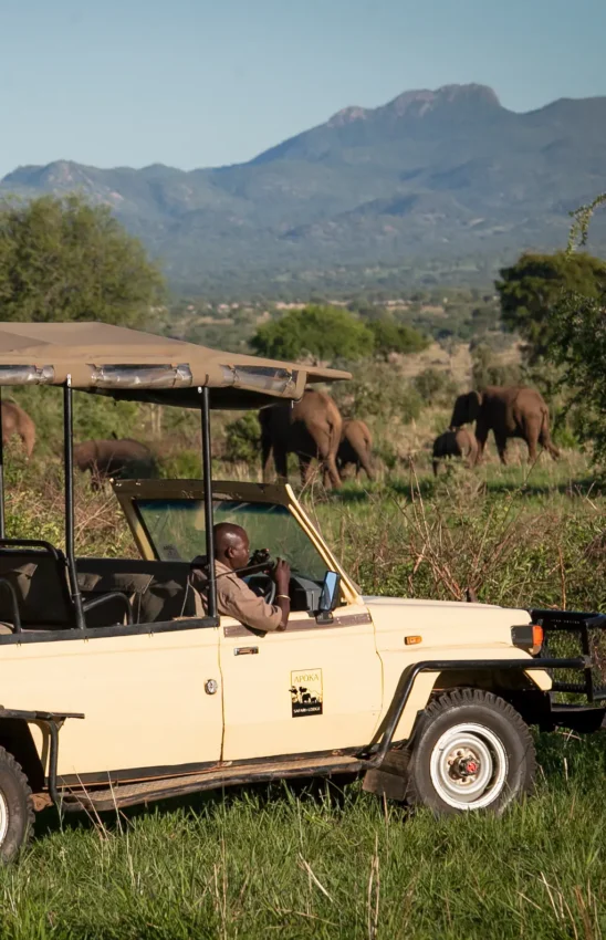 Safari vehicle with guests viewing elephants in natural landscape, Kidepo Valley, Uganda