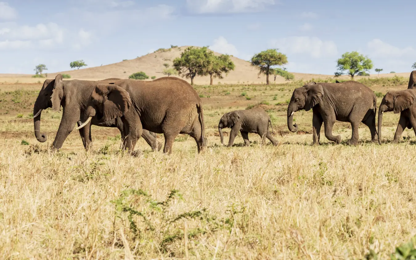 Family group of elephants walking across savanna grassland, Apoka Safari Lodge, Kidepo Valley, Uganda