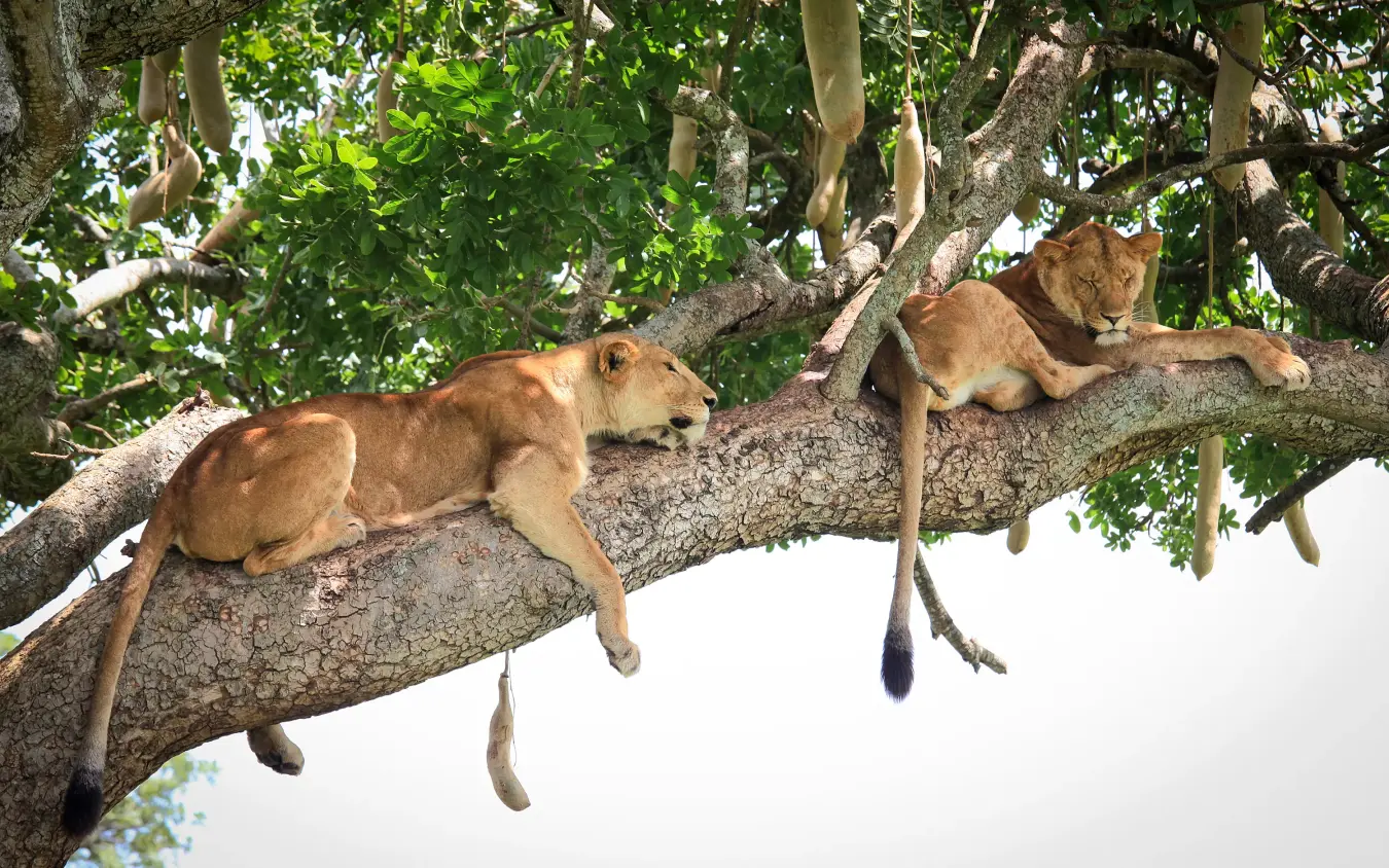 Three lions resting on large tree branch with green foliage, Apoka Safari Lodge, Kidepo Valley, Uganda