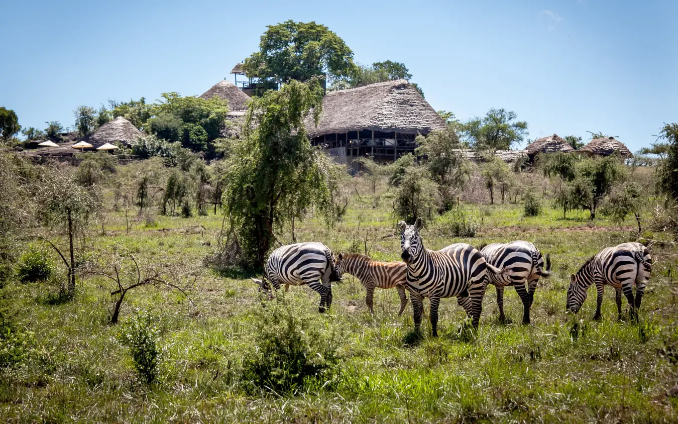 Zebras grazing in savanna landscape with traditional lodge buildings, Apoka Safari Lodge, Kidepo Valley, Uganda