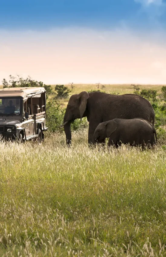 Safari vehicle encounters elephants grazing in grassland savanna, Arijiju, Laikipia Highlands, Kenya