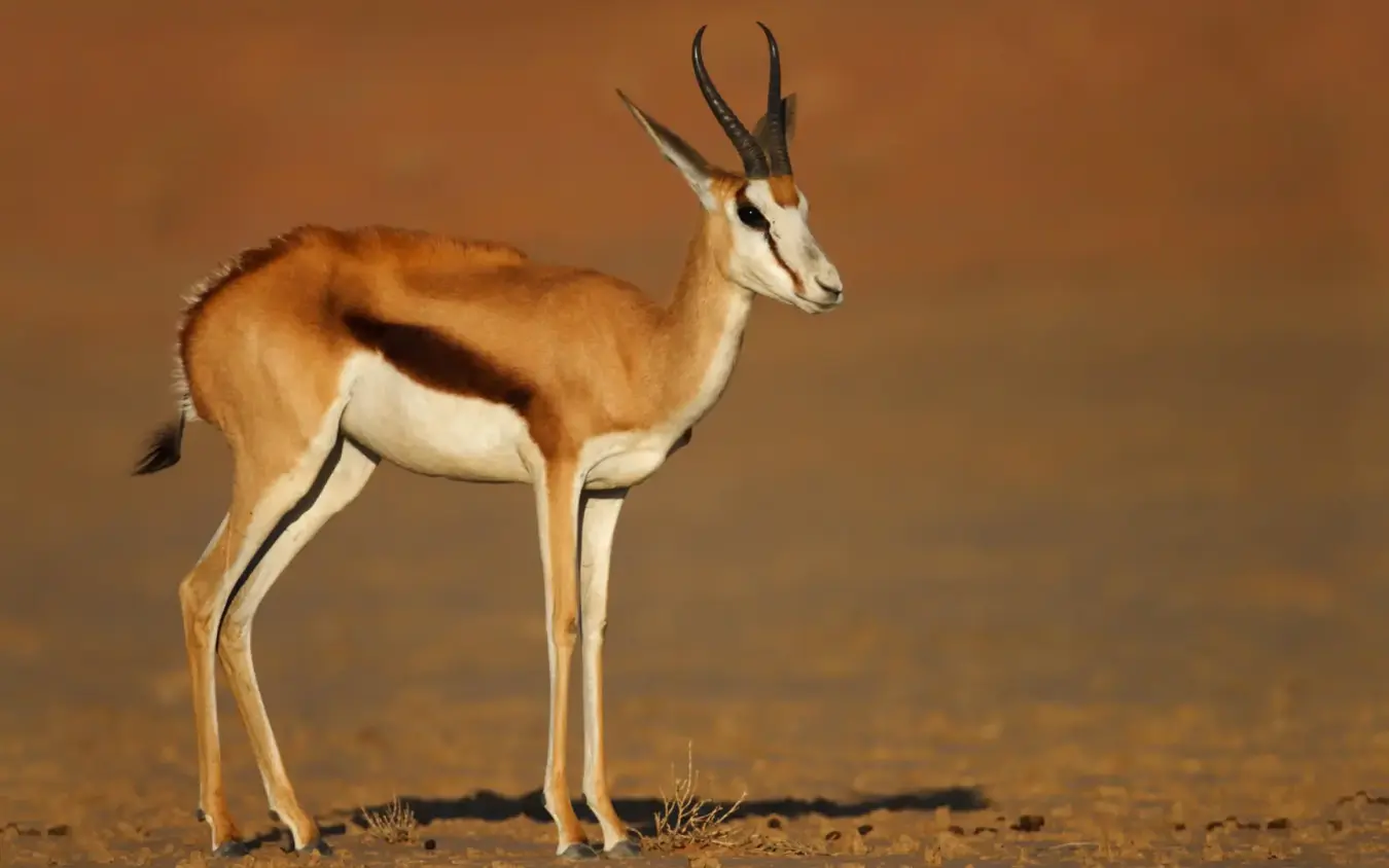 Male antelope with long curved horns standing on desert sand, Sossusvlei Desert Lodge, NamibRand Private Reserve, Namibia