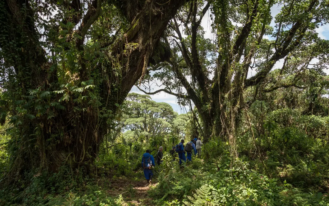Hikers walking through lush forest canopy trail, Bisate Lodge, Volcanoes National Park, Rwanda