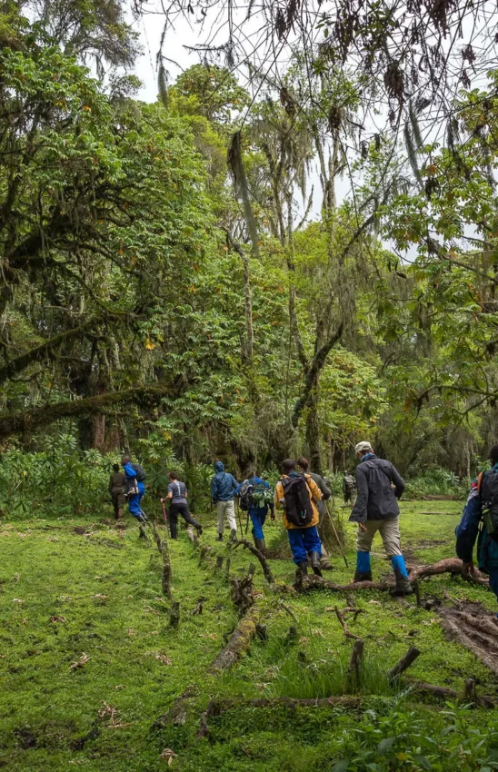 Hiking group walking through misty forest with tall trees, Volcanoes National Park, Rwanda