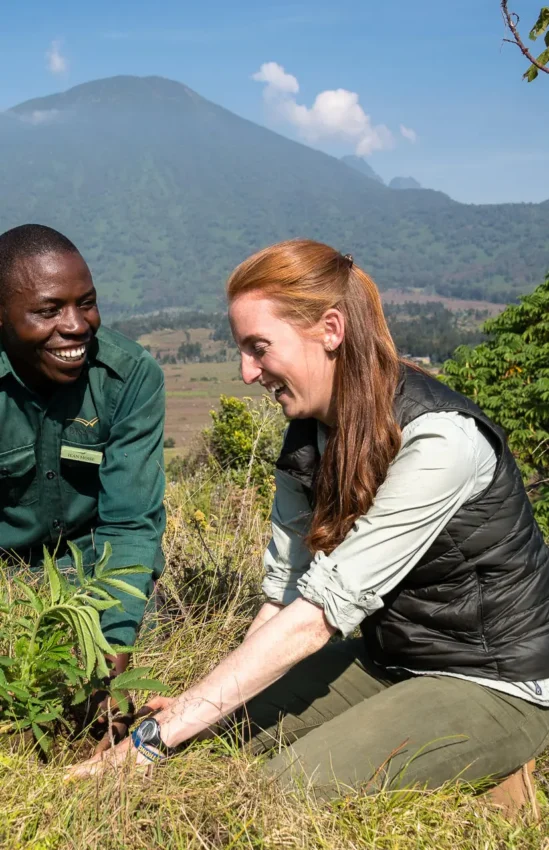 Two people planting a tree seedling in volcanic landscape, Volcanoes National Park, Rwanda