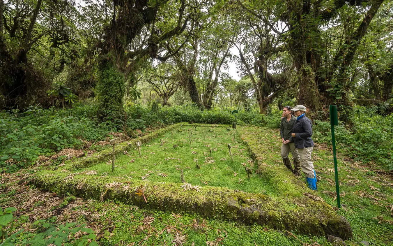 Two guides walking through forest clearing with measuring stakes, Bisate Lodge, Volcanoes National Park, Rwanda