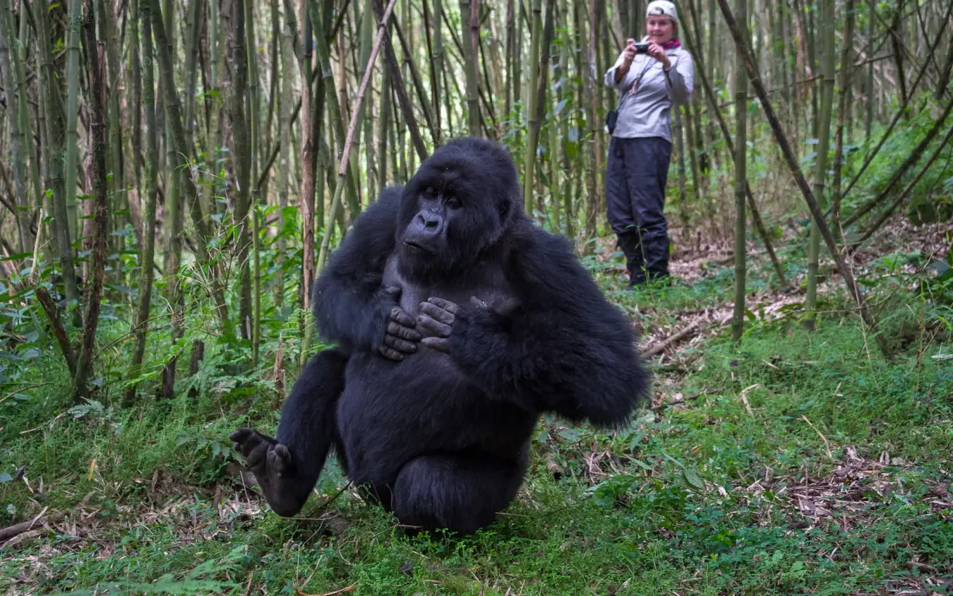 Guest observing mountain gorilla walking through forest, Bisate Lodge, Volcanoes National Park, Rwanda