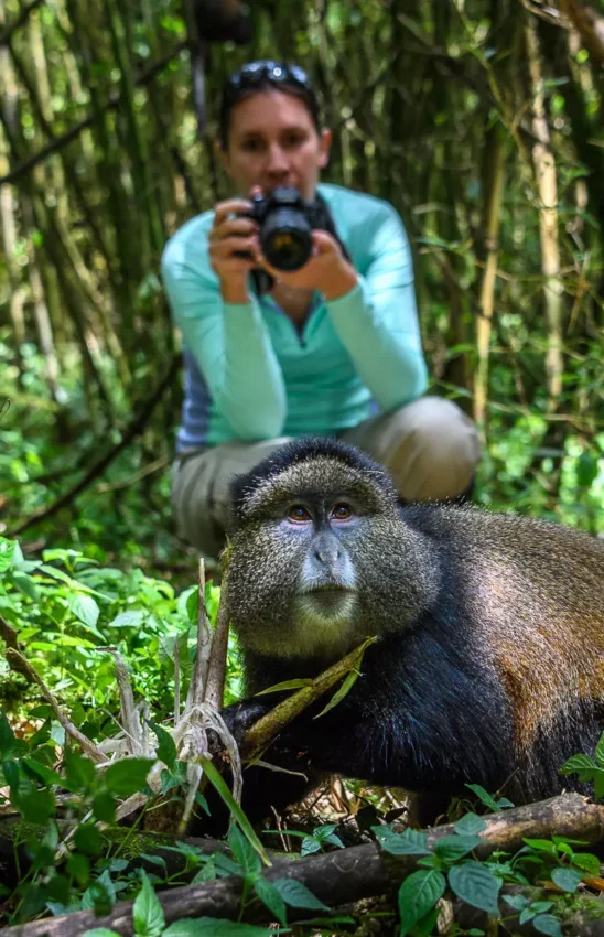 Guest photographing golden monkey in dense forest, Bisate Lodge, Volcanoes National Park, Rwanda