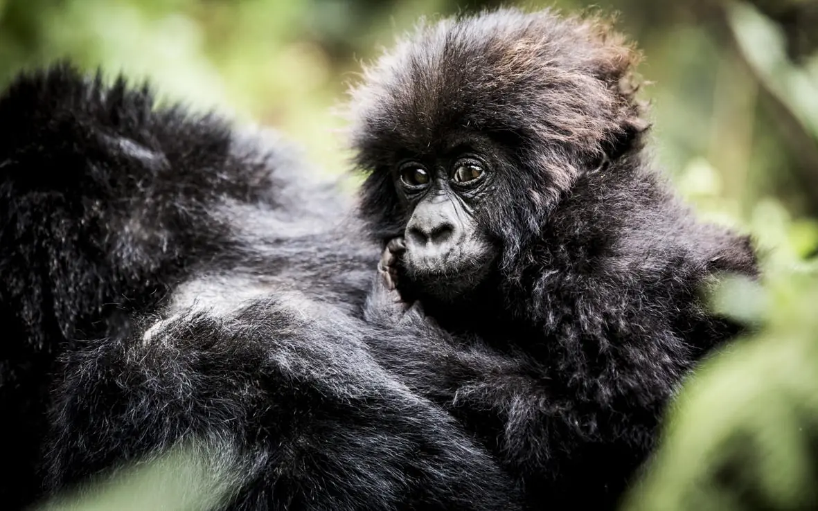 Young black gorilla sitting in forest looking toward camera, Bisate Lodge, Volcanoes National Park, Rwanda