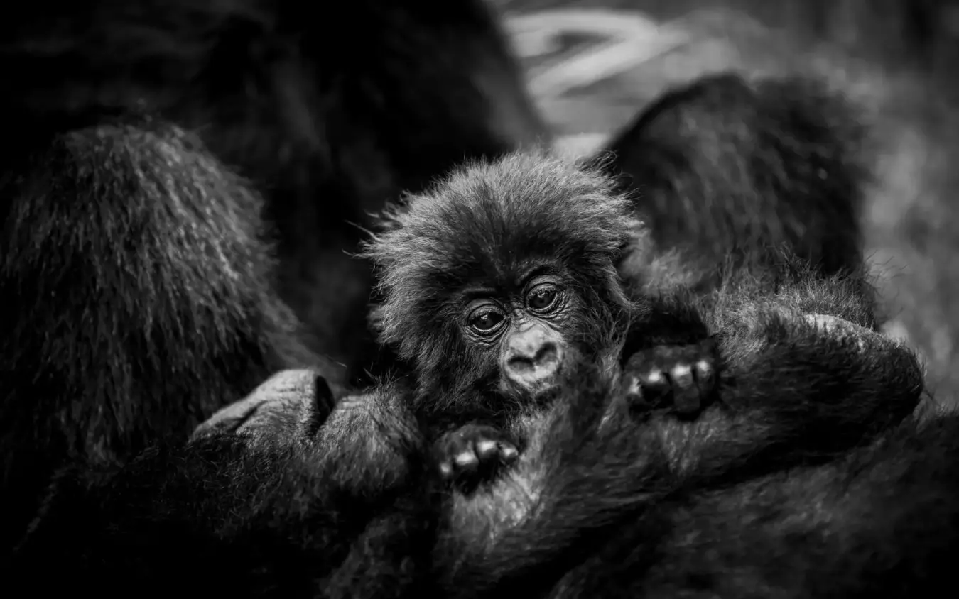 Young chimpanzee surrounded by family members in black and white, Bisate Lodge, Volcanoes National Park, Rwanda